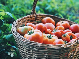 Close up fresh tomatoes in the wicker basket. Eco vegetables. Tomato harvest