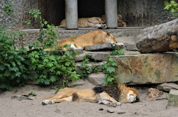 Naklejka na ściany i meble Sleeping lions