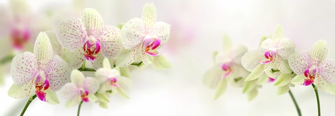 Rolgordijnen vintage kleurenorchideeën in zachte kleuren en vervagingsstijl voor achtergrond © Karneg