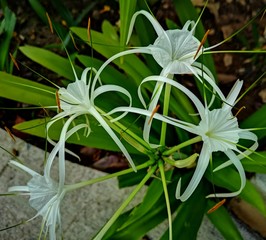 Schönhäutchen (Hymenocallis), Schönlilien 