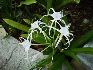 Schönhäutchen (Hymenocallis), Schönlilien 