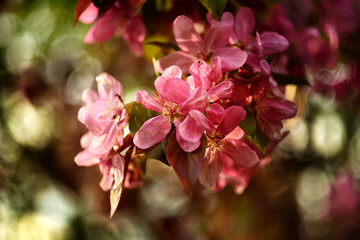 Fototapeta na wymiar Kwiaty rajskiej jabłoni wykonane manualnymi obiektywami 