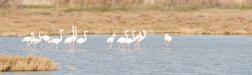 Obraz premium Flamants roses