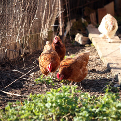 Chicken in the garden