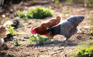 Chicken in the garden