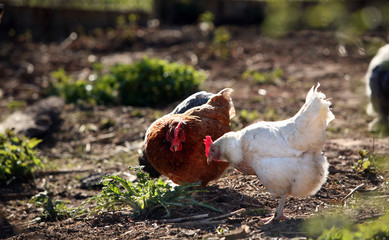Chicken in the garden