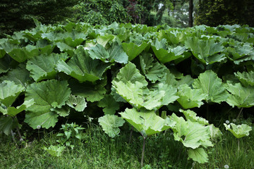 Plantation of huge summer plants giant rhubarb in the park.
