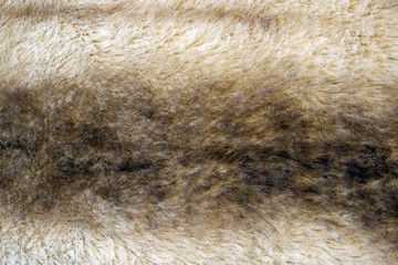 fur background