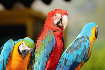 Greenwinged parrots bird  macaw vivid rainbow colorful animal. 