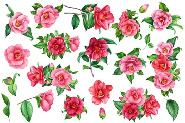 Foto op Plexiglas Set of beautiful watercolor flowers and leaves of camellia on an isolated white background. Spring floral design © Hanna