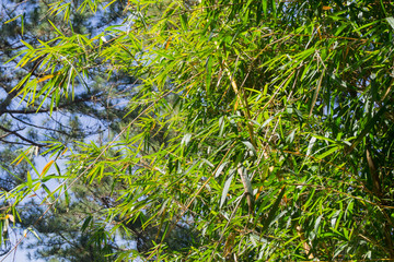 bamboo sprouts against a white fence