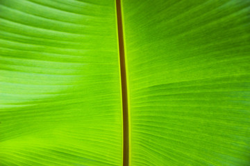 A green banana leaf