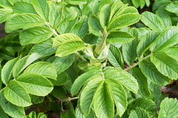 The wild rose Bush in the spring. The flower Bud of wild rose.
