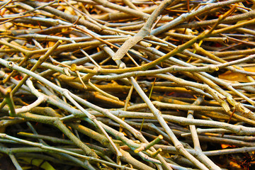 Small dry twigs were put together as a pile