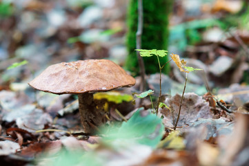 A tree leaf on the mushroom cap. Boletus mushroom in the grass.