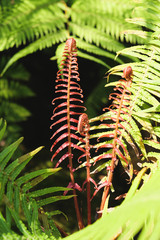 fern leaves on green background