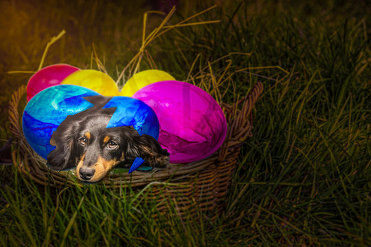 Bald ist Ostern und Hunde geh&ouml;ren ins Oster - K&ouml;rbchen