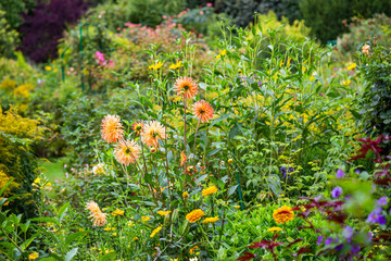 Flowers of Claude Monet's garden in Giverny, France