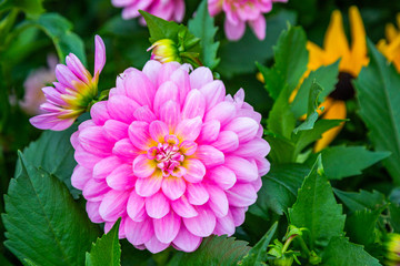 Pink dahlia in the garden & house of Claude Monet in Giverny, France
