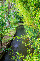 Monet’s bamboo plantation located on the small island at the entrance to the water garden in Giverny, France