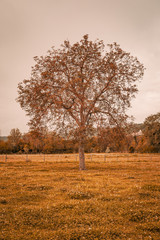 Fototapeta premium Autumnal landscape in the French countryside during the Fall season