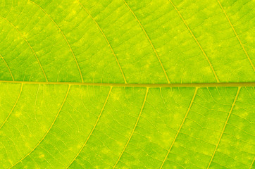 Plakat Closeup nature leafs texture background