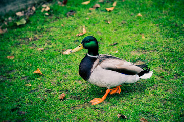 Male duck with a green head walking on green grass