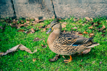 Female duck walking on green grass