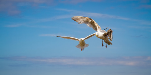 White seagulls flying over the city of Saint-Malo in France