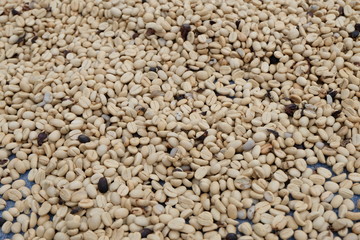 Production process before being a coffee product for us to eat