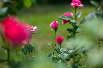 Obraz na płótnie Canvas Nice rose with bokeh nature flora gardening macro spring time