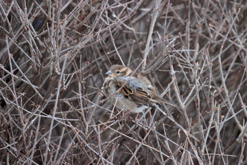 Bird in the Bush