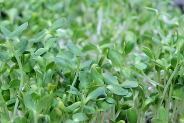 Sunflower seedling cultivation Used as a healthy food