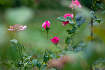 Nice rose with bokeh nature flora gardening macro spring time