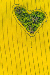 Real heart shaped copse of forest among rape field..Nature love. Valentine symbol.