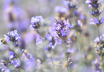 Purple Lavender blossom close-up view with blurred background