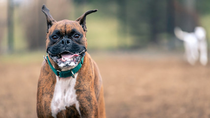 Boxer Dog Running Smiling 16 x 9 Background