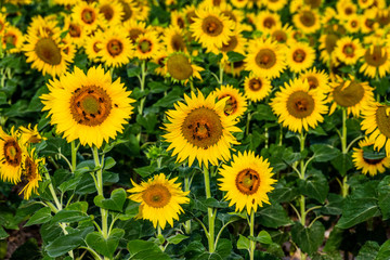 Fragment of a field with sunflowers close-up. France. Provence. Valensole