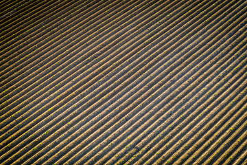 Obraz premium Nature background of.furrows in the field.