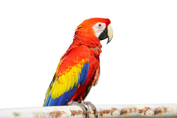 The King of parrots bird Scarlet macaw vivid rainbow colorful animal.  Isolated on white background. This has clipping path.                                      