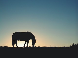 Obraz na płótnie Canvas Silhouette Horse Grazing On Field Against Clear Blue Sky