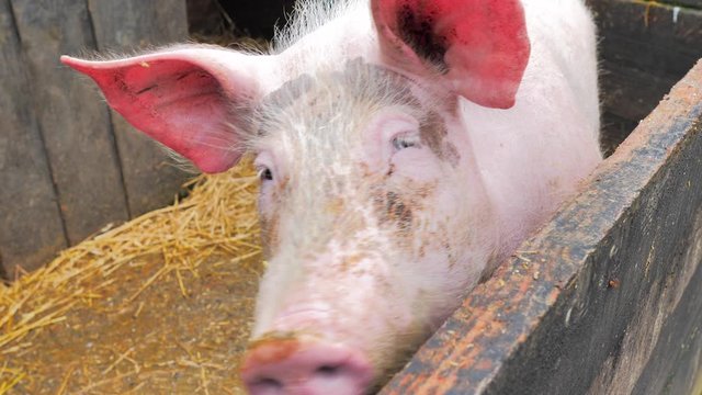 Primer plano de cabeza de cerdo blanco y rosa con orejas grandes en su cochiquera 