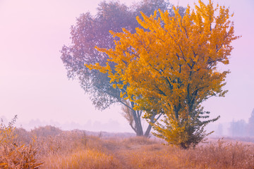 Early misty morning in the countryside. Rural landscape in autumn. Serenity landscape