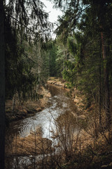 View on river surrounded by pine forest