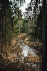 View on river surrounded by pine forest