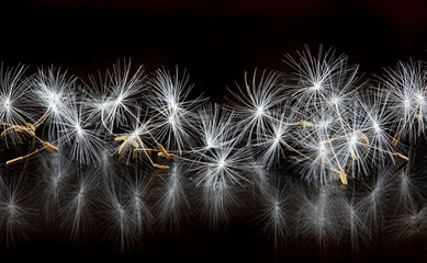 dandelion seeds