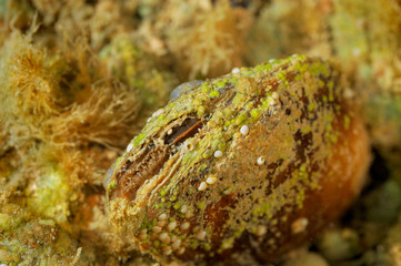 Freshwater shell from Mrežnica River, Croatia