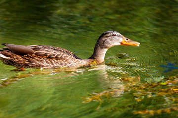 The mallard from Mrežnica River, Croatia