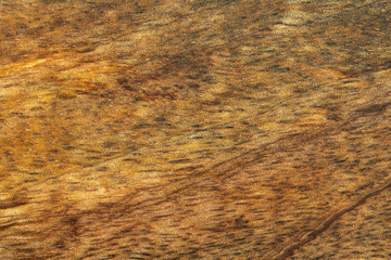 Wood texture background of mango wood. Furnitrue of old mango trees is very sustainable.