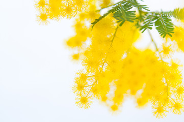 ミモザ 鮮やかな黄色の花 左にコピースペース 白背景_00814_DSC_8238